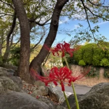 彼岸花