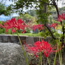 彼岸花